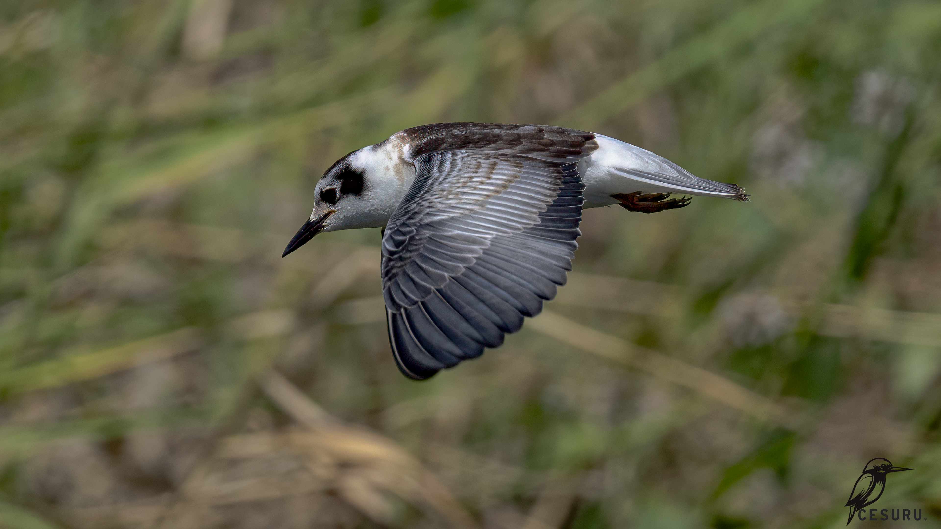 Whiskered Tern — Ana fotoğraf